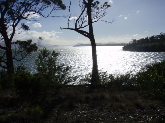 _Tangara014_1309687221.JPG