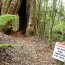Tarkine Adventures