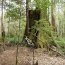 Tarkine Adventures