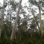 Butlers Gorge - Lake King William