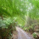 Scottsdale Rail Trail (Legerwood - Tonganah)