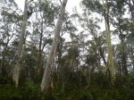 Butlers Gorge - Lake King William