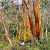 Eucalypt Colours