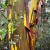 Eucalypt Bark