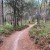 Warrawee - Bracken Track