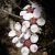 Pelverata Falls (Snug Tiers)