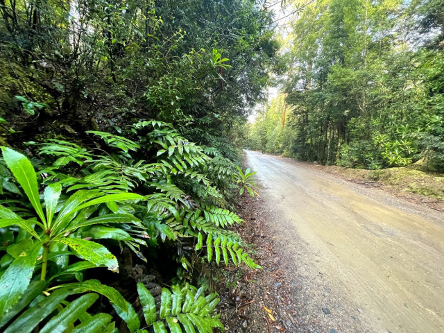Lake Dobson (Mt Field National Park)